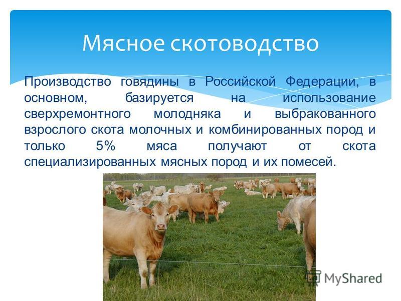 Какие направления имеет скотоводство 3. Мясное скотоводство. Молочное животноводство. Мясное скотоводство в России. Молочно мясное скотоводство на карте.