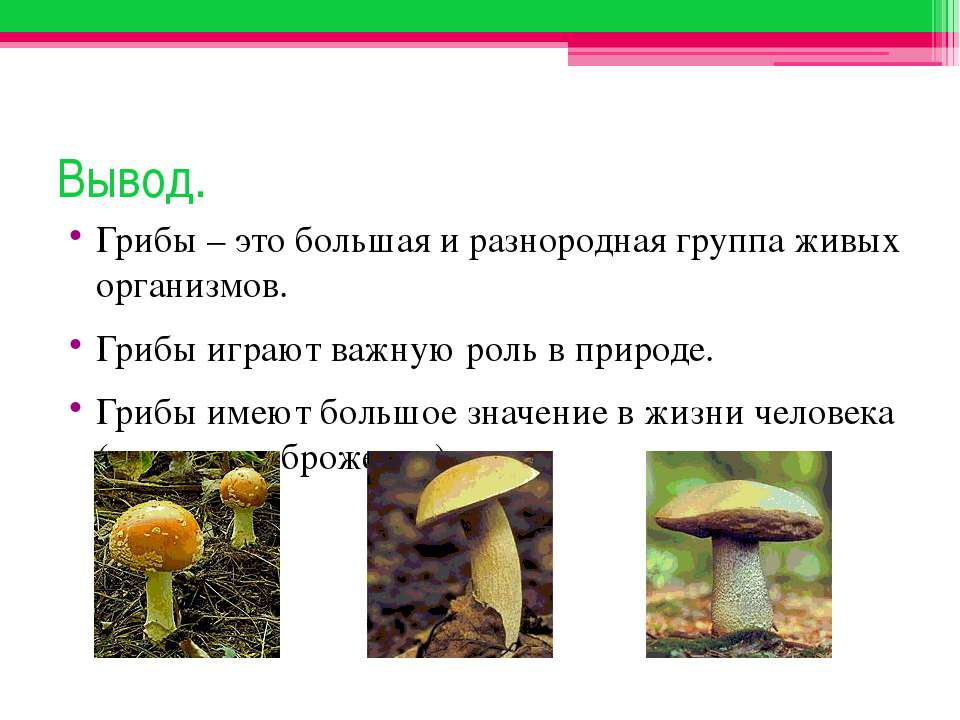 Какое значение имеют грибы. Вывод грибов. Роль грибов в жизни человека вывод. Многообразие грибов вывод. Роль грибов в природе и жизни человека вывод.