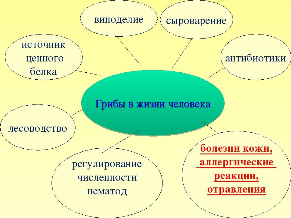 Роль жизни гриба. Таблица по биологии 5 класс значение грибов в природе и жизни человека. Роль грибов. Роль грибов в природе и жизни человека. Роль грибов в жизни человека.