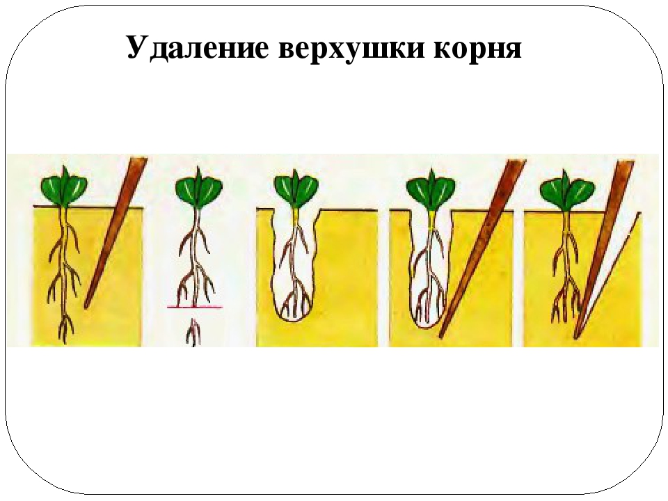 Пикировка главного корня. Пикировка растений. Пикировка растений биология 6 класс. Рост корня биология 6 класс.