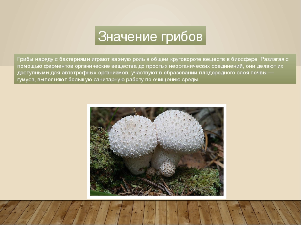 Роль грибов в жизни бактерий. Роль грибов и бактерий в природе. Значение грибов. Значение бактерий и грибов в природе. Значение живых организмов в природе грибы.