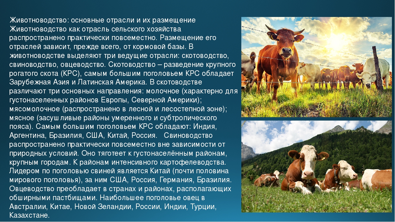 Каких животных разводят в московской области. Животноводство это отрасль сельского хозяйства. Животноводство отрасли животноводства. Животноводство доклад. Скотоводство отрасль животноводства.