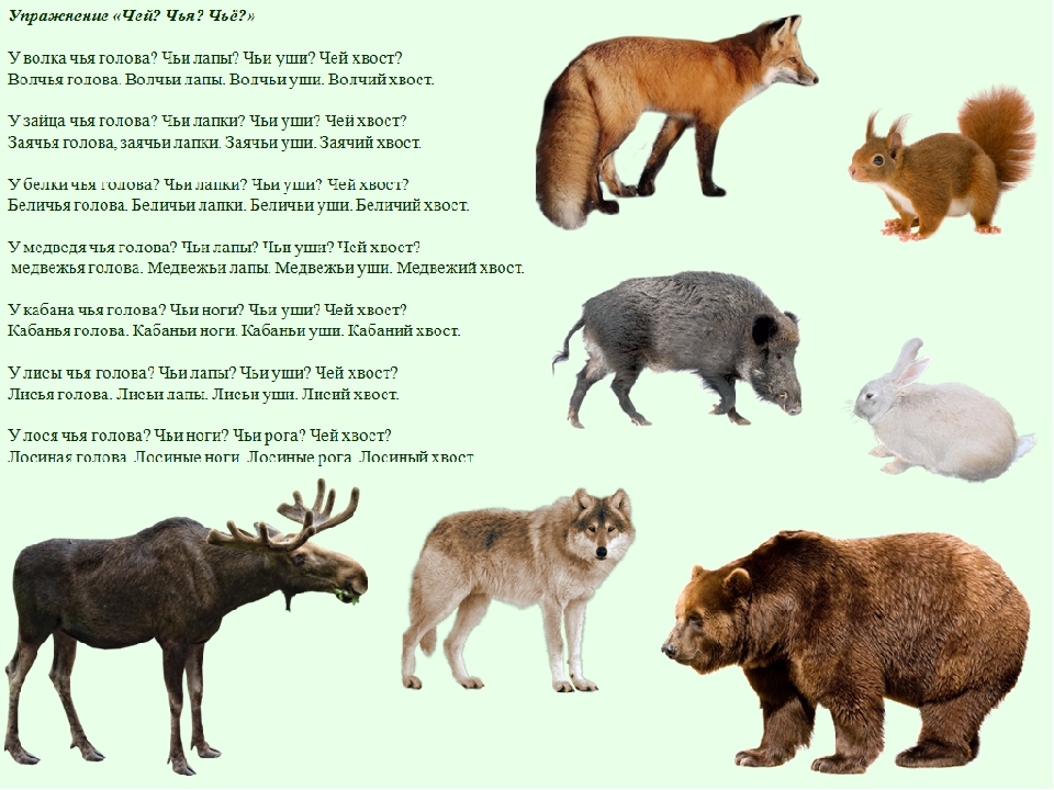 Предложение с названием животного. Дикие животные и их названия. Описание диких животных. Животные лесов с названиями. Дикое животное описание.