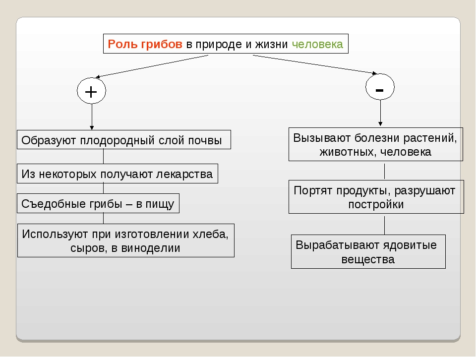 Грибы в природе и жизни человека. Отрицательное значение грибов. Положительное значение грибов. Отрицательная роль грибов. Роль грибов в природе положительные и отрицательные.