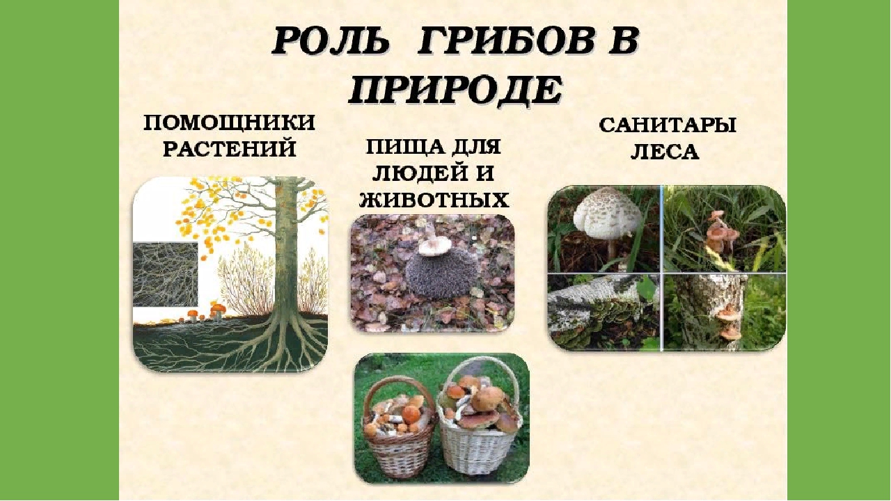 Сообщение значение грибов в природе. Значение грибов в природе. Значениегриюов в природе. Роль грибовов в природе. Грибы в жизни человека и в природе.