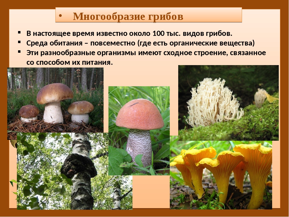 Многообразие где. Многообразие грибов. Многообразие видов грибов. Разнообразие грибов в природе. Разнообразие царства грибов.