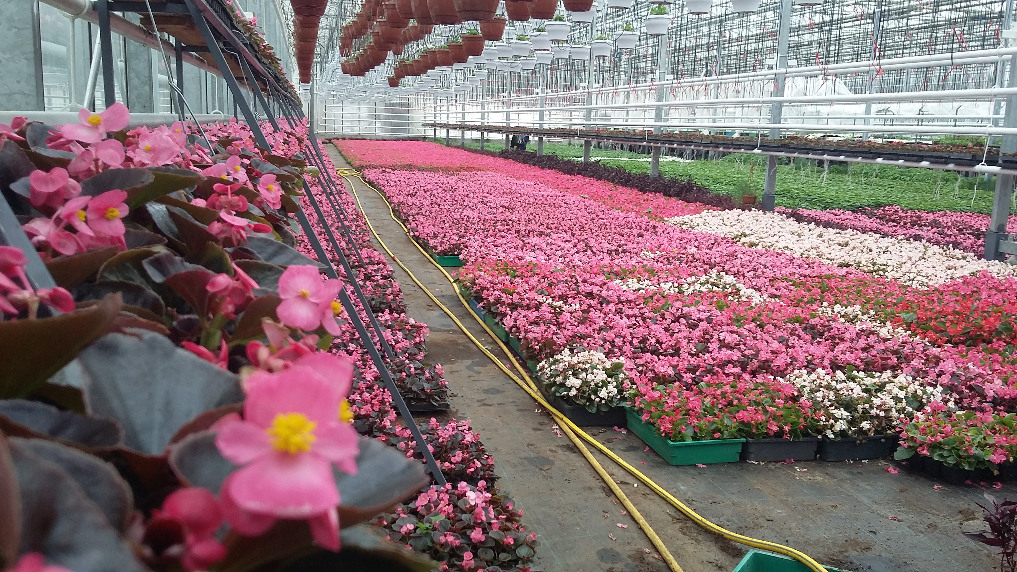 Видео выращивания цветов