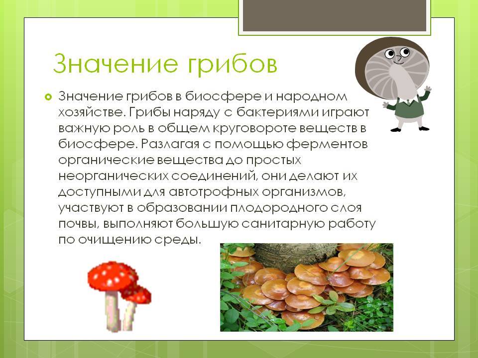 5 значений грибов в жизни человека. Значение грибов. Значение грибов в природе и жизни человека. Представители царства грибов. Значение царства грибов в природе.