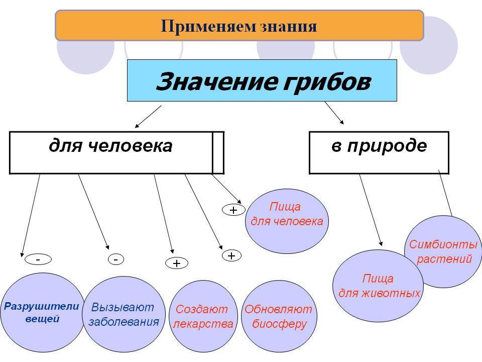 Биология 5 класс значение. Значение грибов для человека. Кластер значение грибов для человека. Значение грибов в природе и жизни человека таблица. Значение грибов в природе 6 класс.