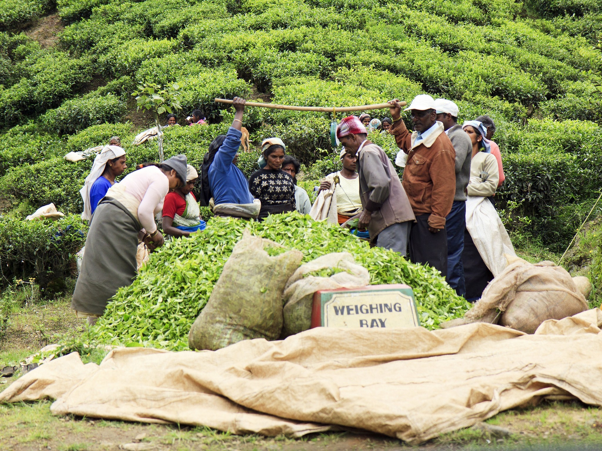 Экономическое развитие шри ланки. Шри Ланка плантации чая. Шри Ланка чайная плантация чайная фабрика. Чайная плантация Шри Ланка сбор чая. Плантации чая в Индии.